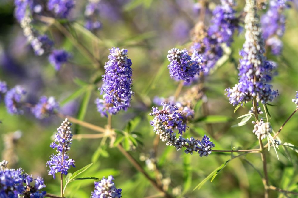 Agnus castus (Vitex agnus-castus)