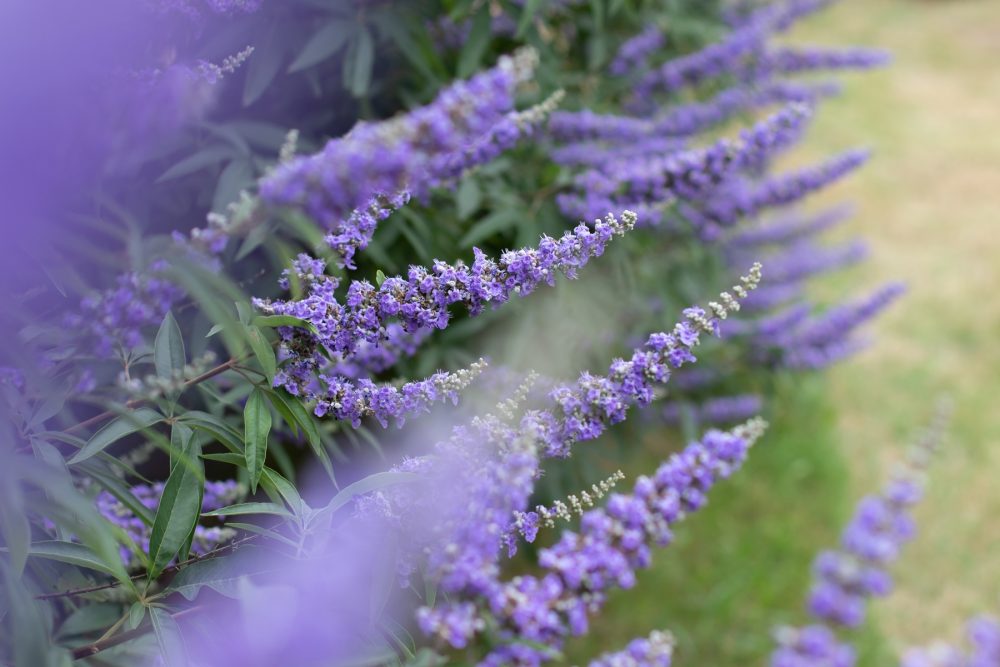 Agnus castus (Vitex agnus-castus)