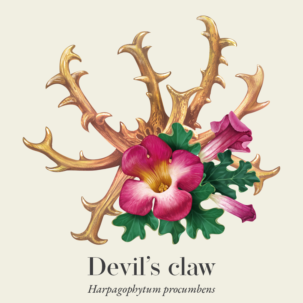 Devil's claw (Harpagophytum procumbens)
