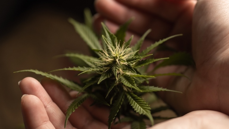Cannabis: A folk remedy in Europe