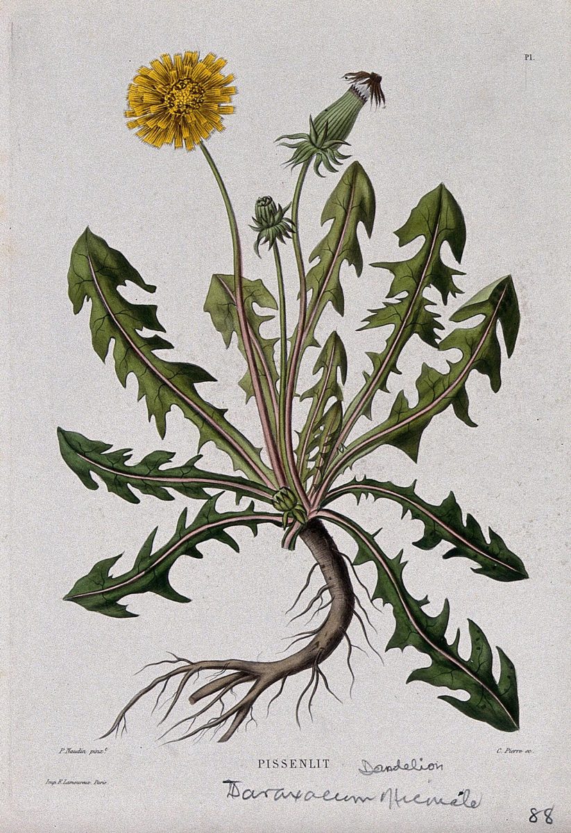 Dandelion (Taraxacum officinale)