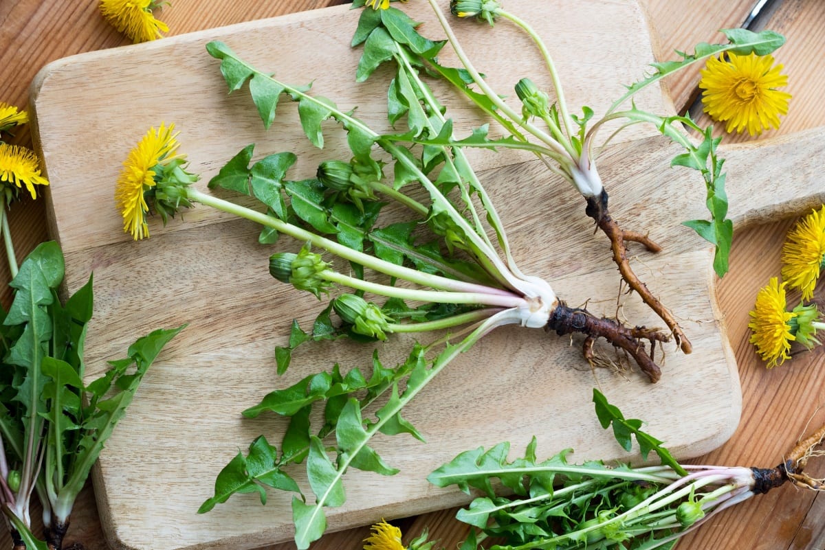 Dandelion root (Taraxacum officinalis radix)