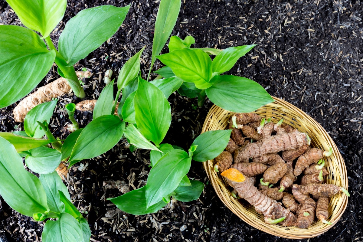 Turmeric (Curcuma longa)