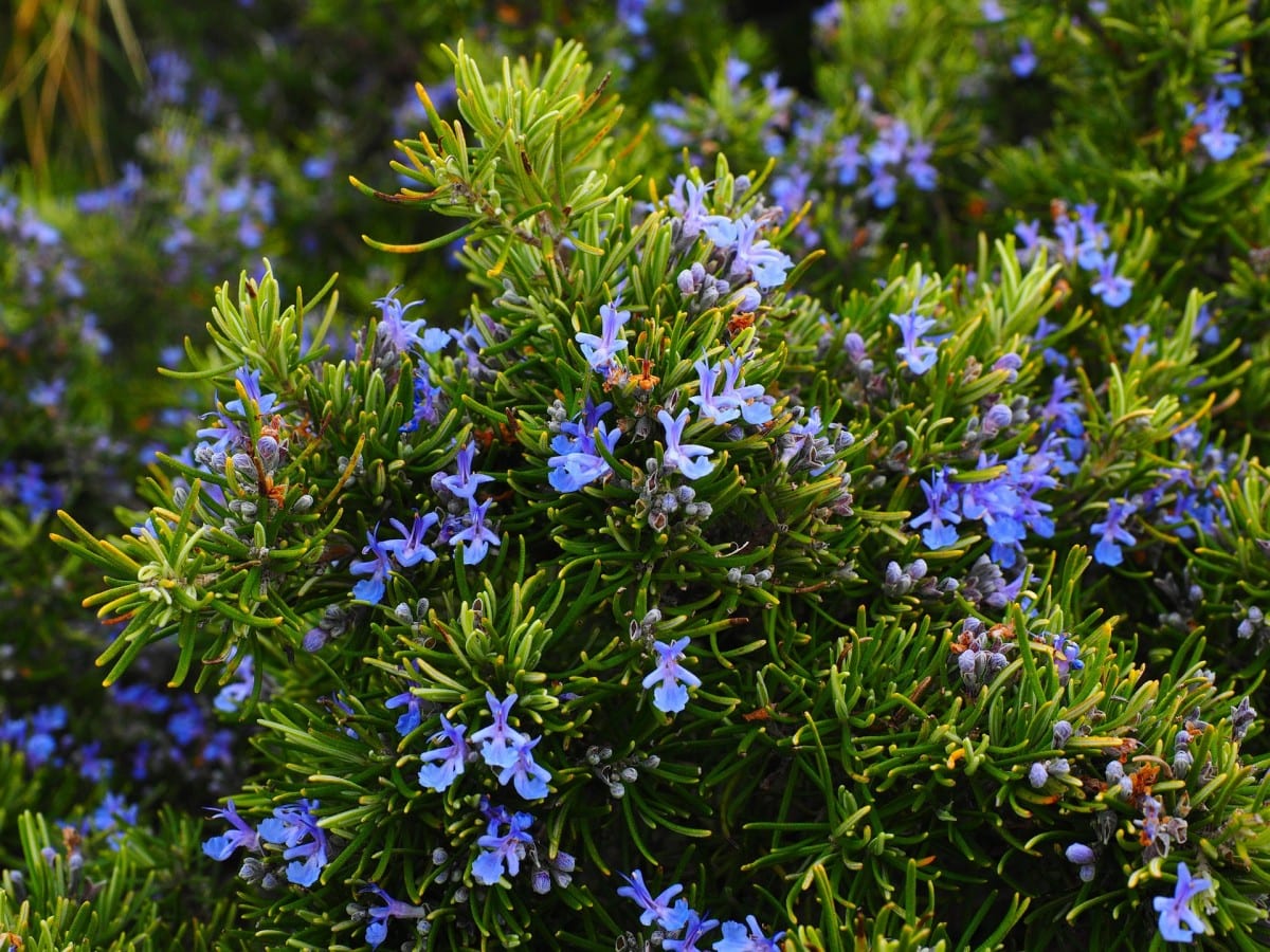 Fresh rosemary (Rosmarinus officinalis)