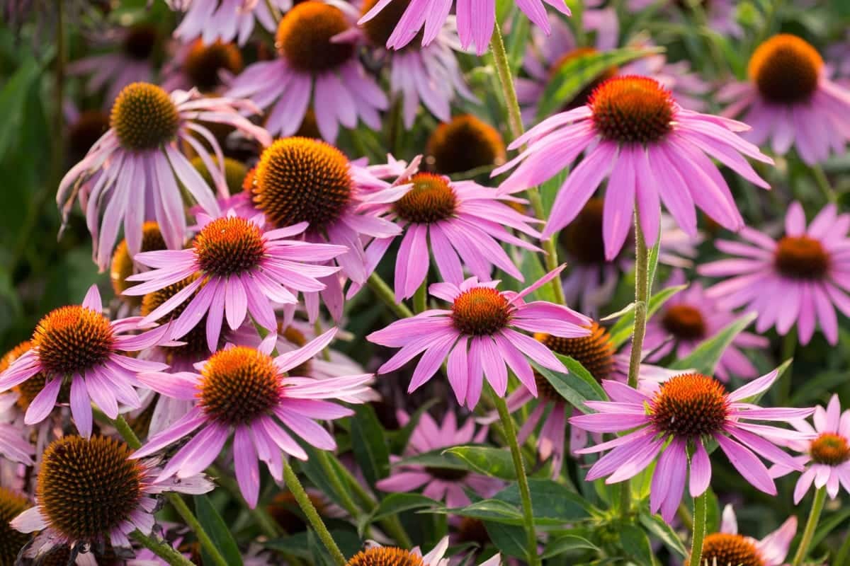 Echinacea (Echinacea purpurea)