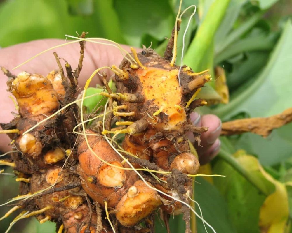 Turmeric (Curcuma longa)