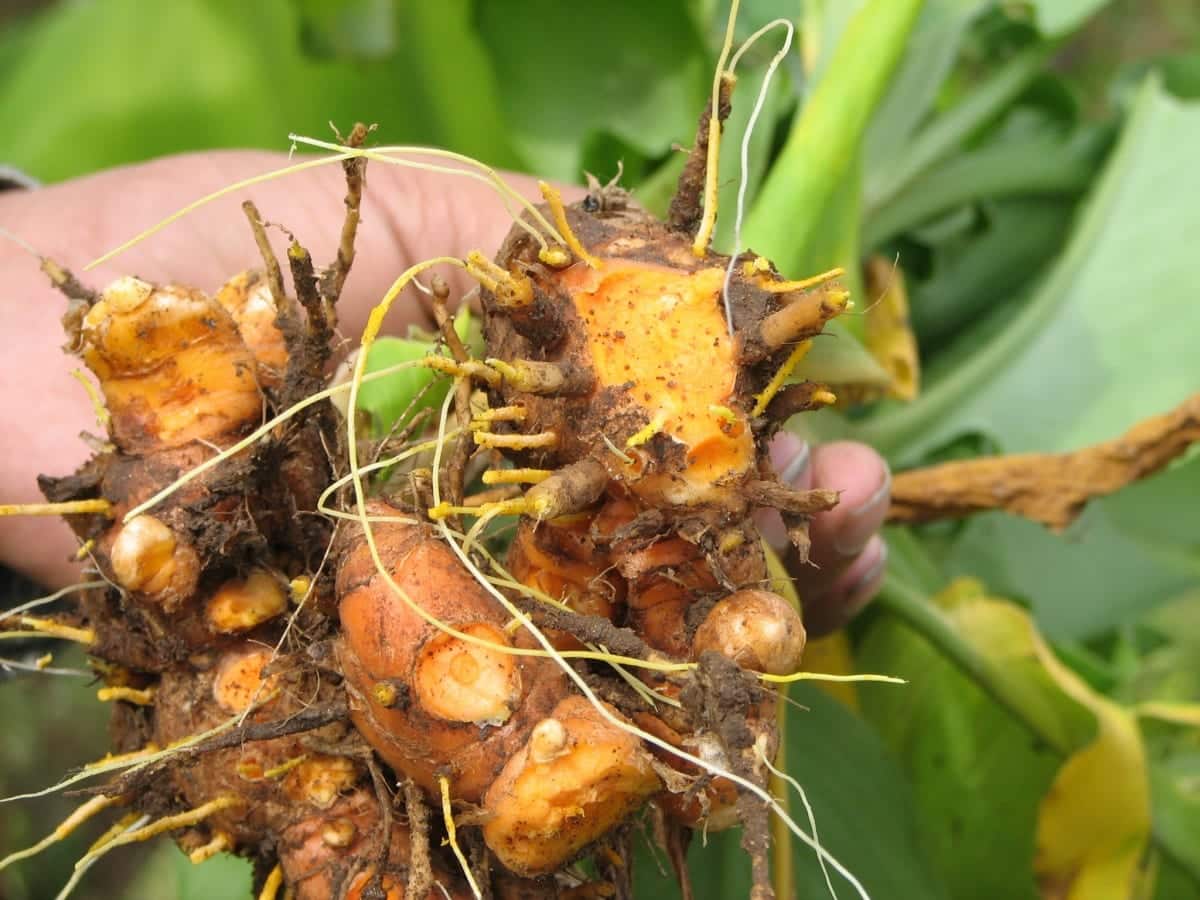 Turmeric (Curcuma longa)