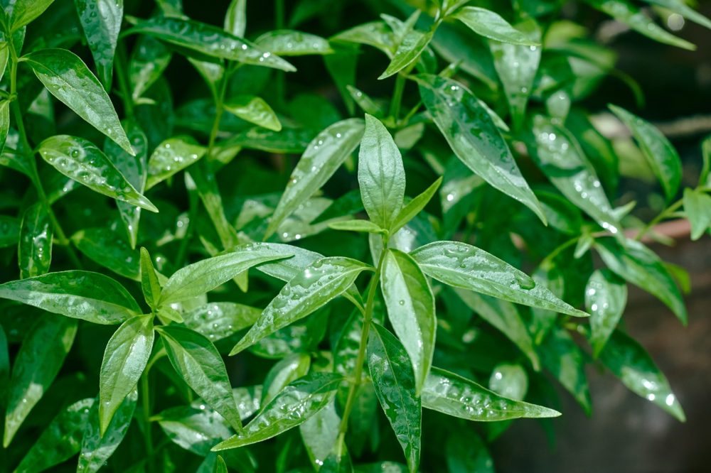 Andrographis (Andrographis paniculata)