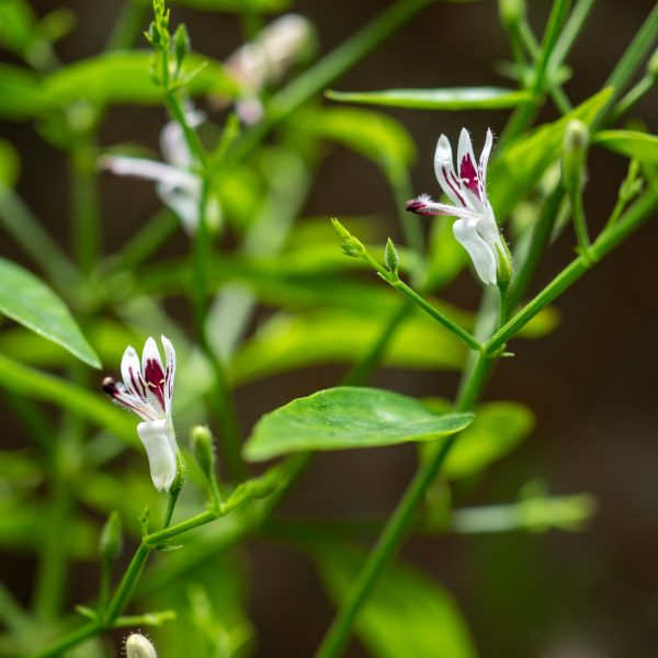 Andrographis (Andrographis paniculata)