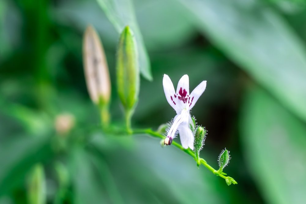 Andrographis (Andrographis paniculata)