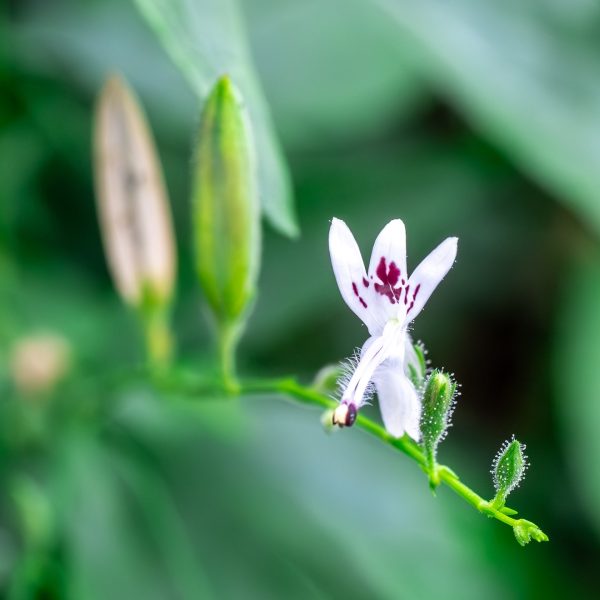 Andrographis (Andrographis paniculata)