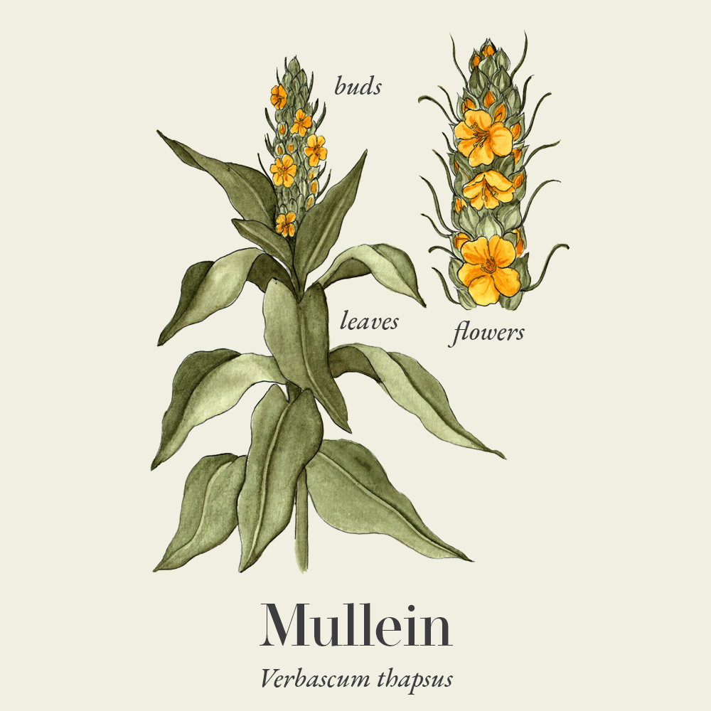 Mullein (Verbascum thapsus)