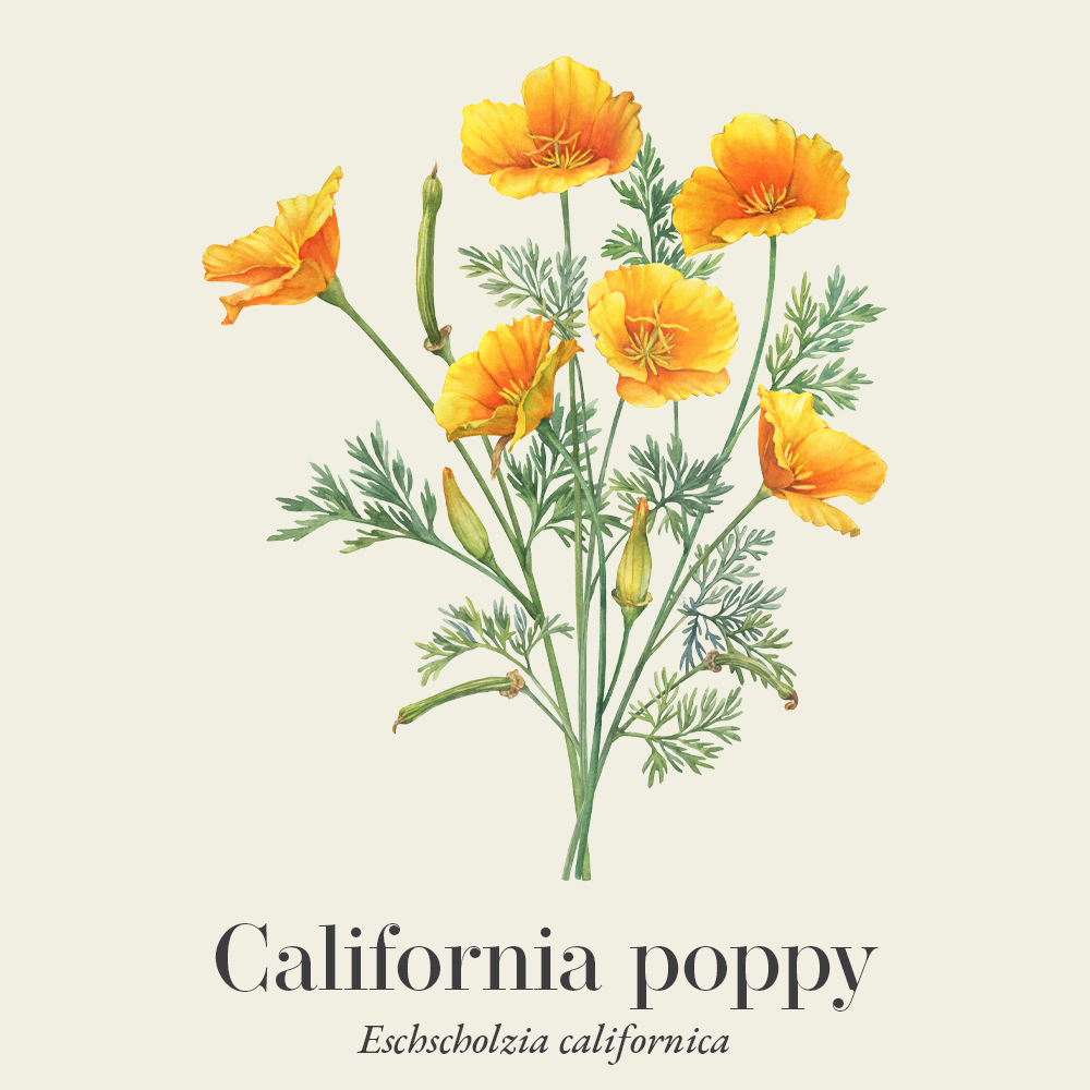 Californi poppy (Eschscholzia californica)