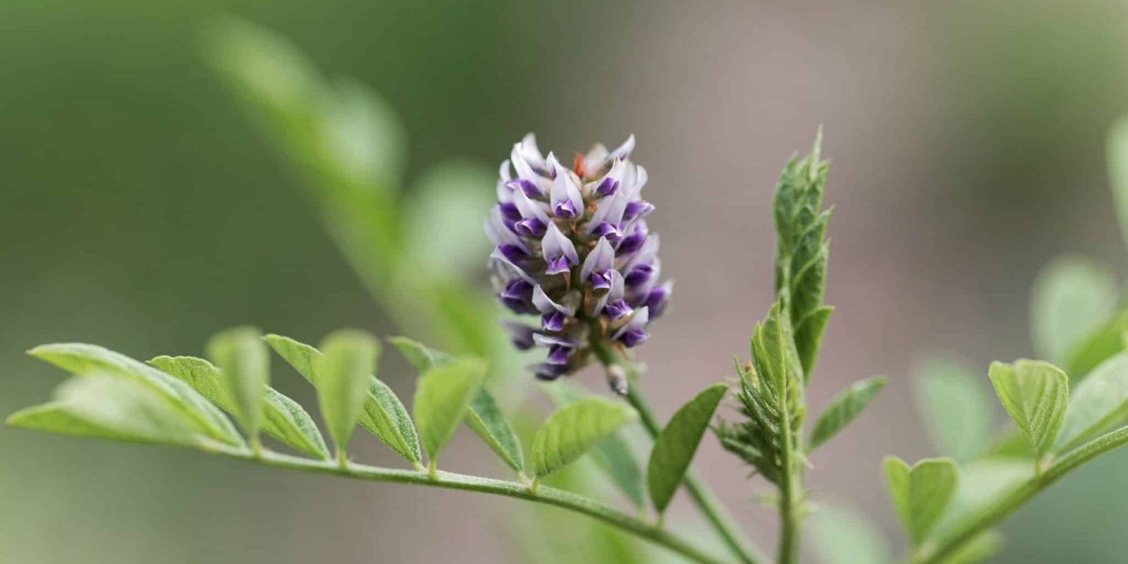Liquorice (Glycyrrhiza glabra)