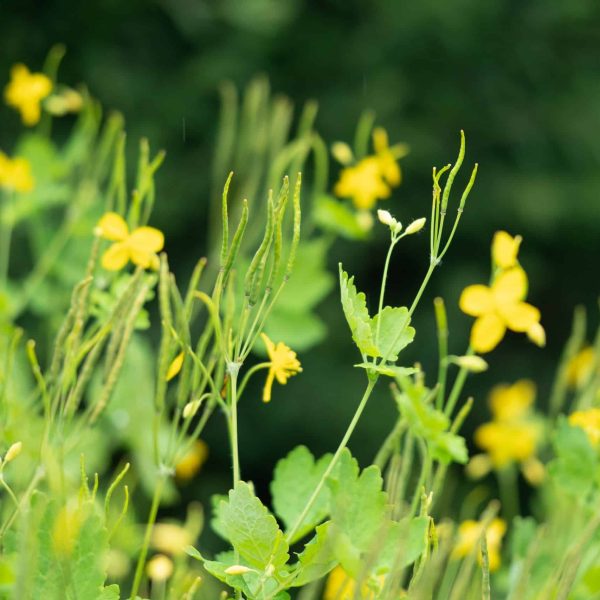 Greater celandine (Chelidonium majus)