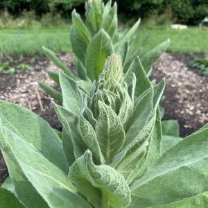 Mullein (Verbascum thapsus)