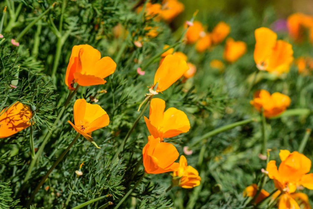 California poppy (Eschscholzia californica)
