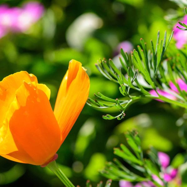 California poppy (Eschscholzia californica)