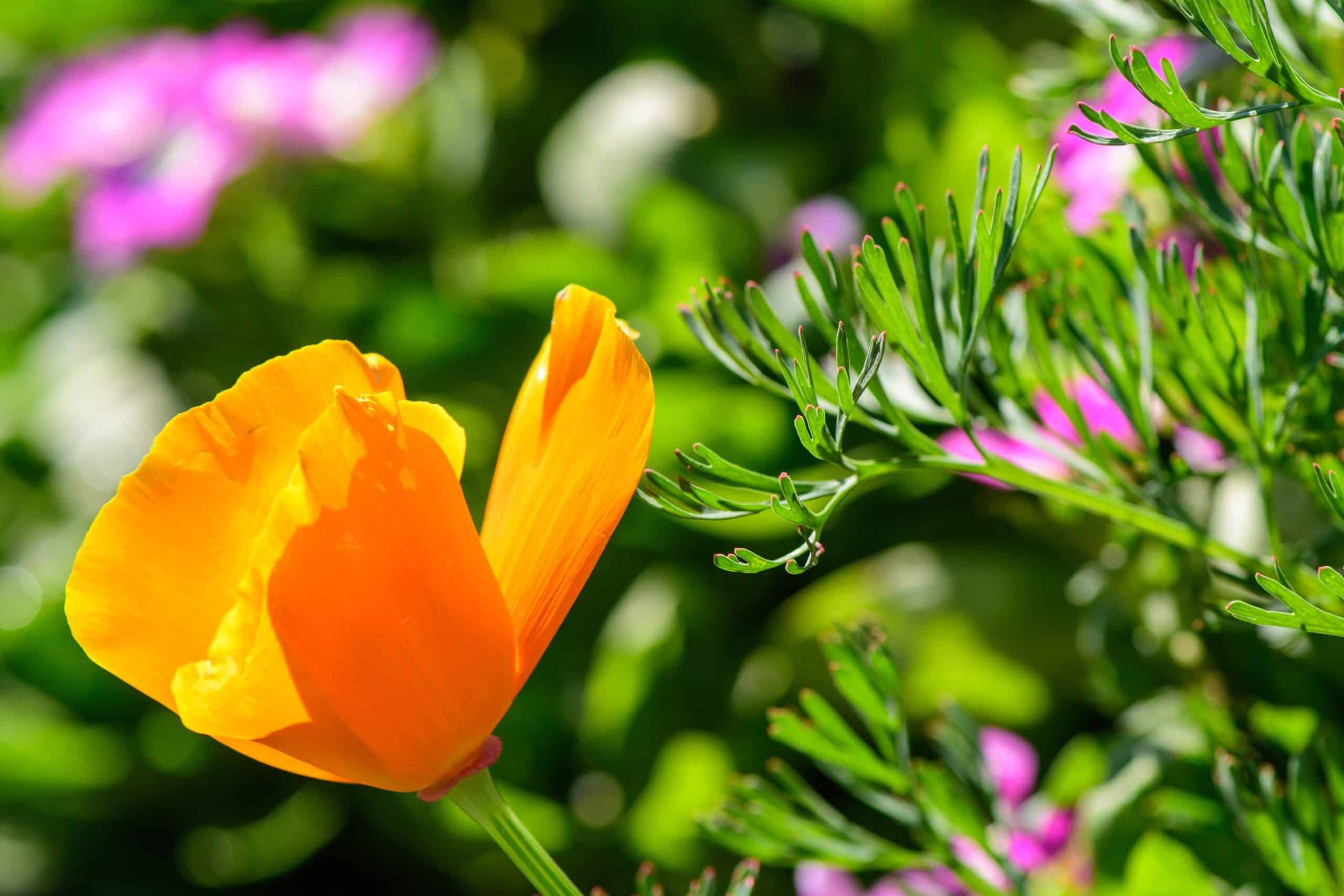 California poppy (Eschscholzia californica)