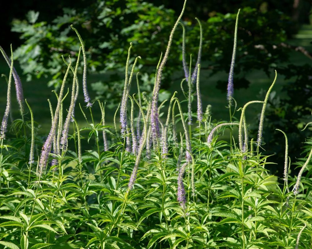 Black root (Veronicastrum virginicum)