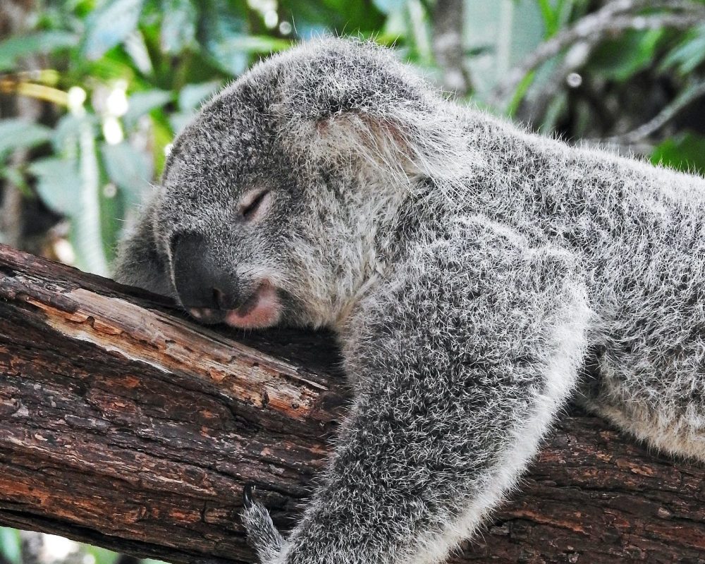 5 herbs instead of sleeping pills