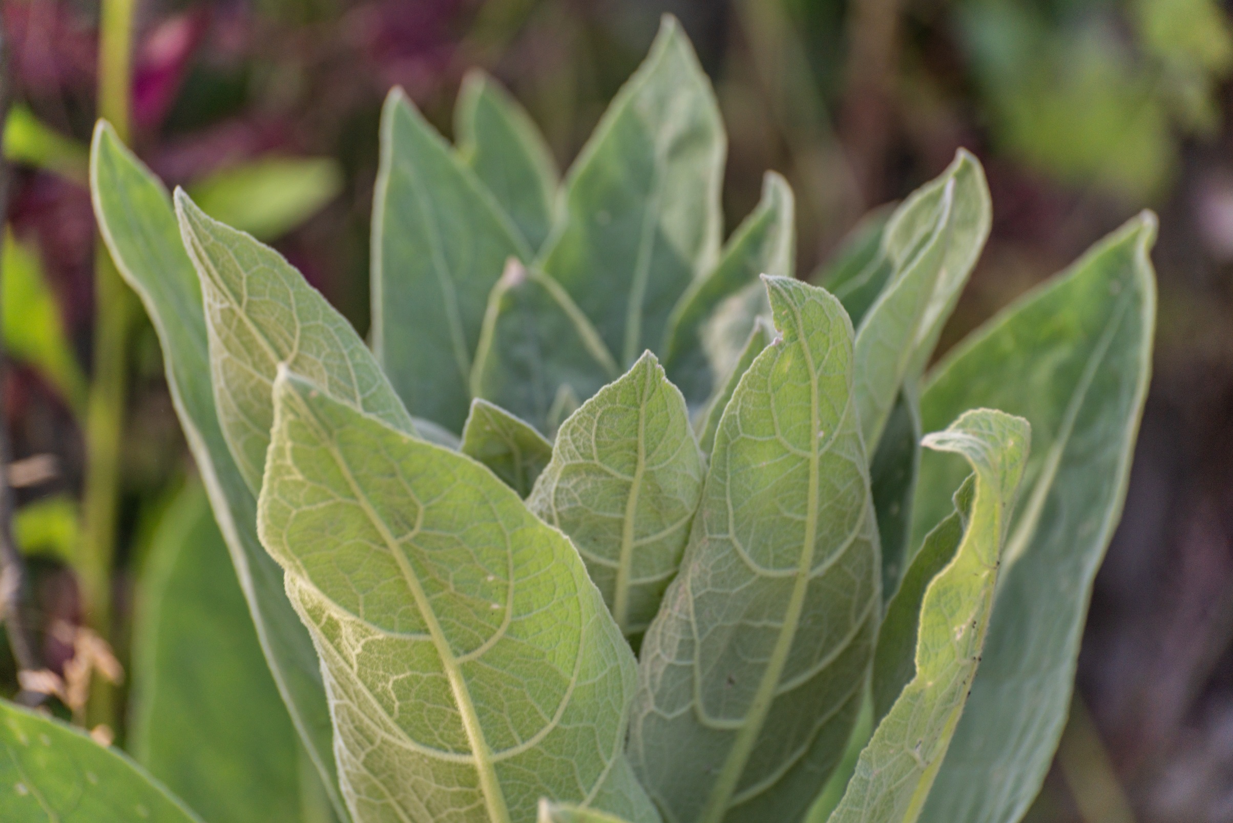 Mullein (Verbascum thapsus)