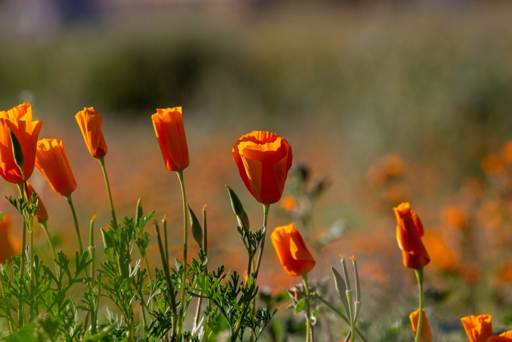 California poppy (Eschscholzia californica)