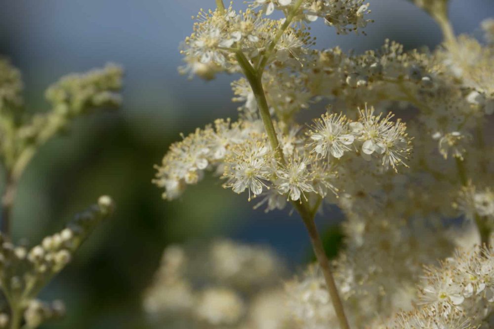 Meadowsweet (Filipendula ulmaria)