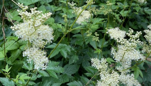 Meadowsweet (Filipendula ulmaria)