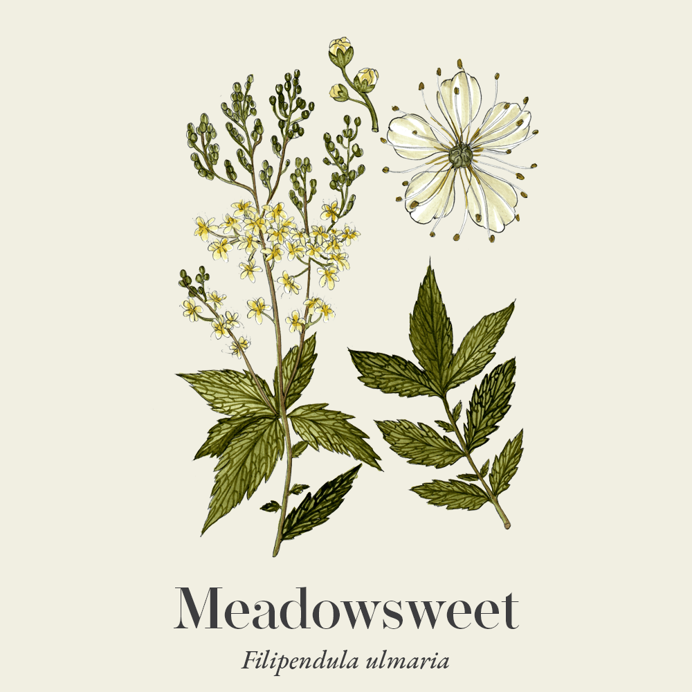 Meadowsweet (Filipendula ulmaria)