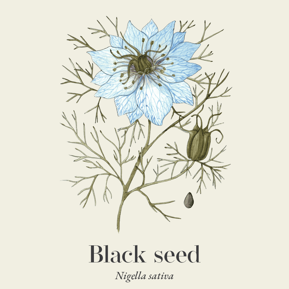 Black seed (Nigella sativa)