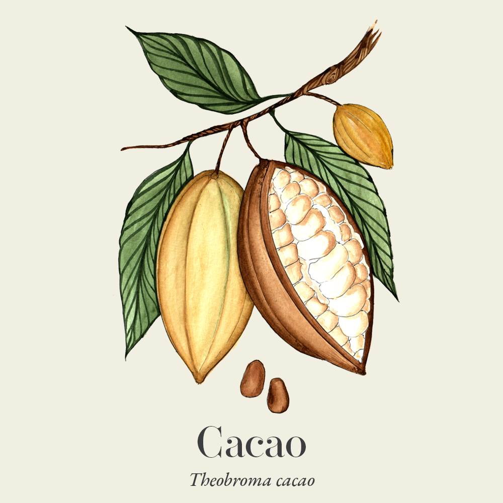 Cacao (Theobroma cacao)
