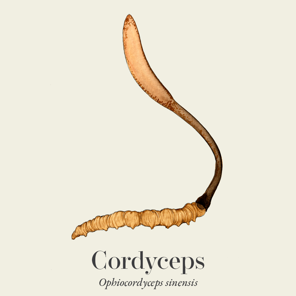 Cordyceps (Ophiocordyceps sinensis)