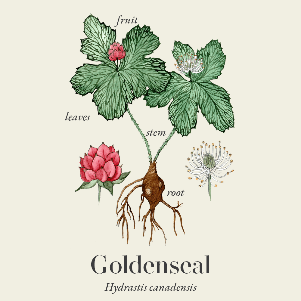 Goldenseal (Hydrastis canadensis)