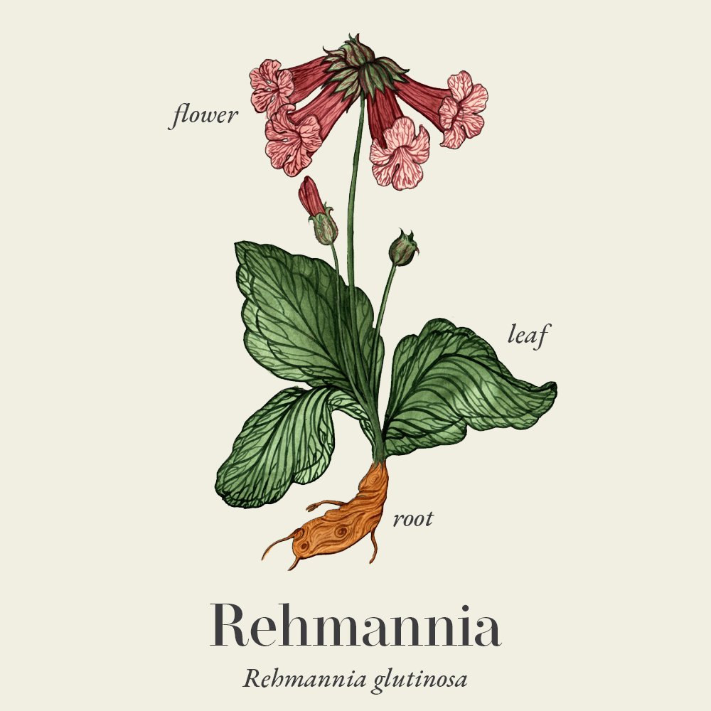 Rehmannia (Rehmannia glutinosa)