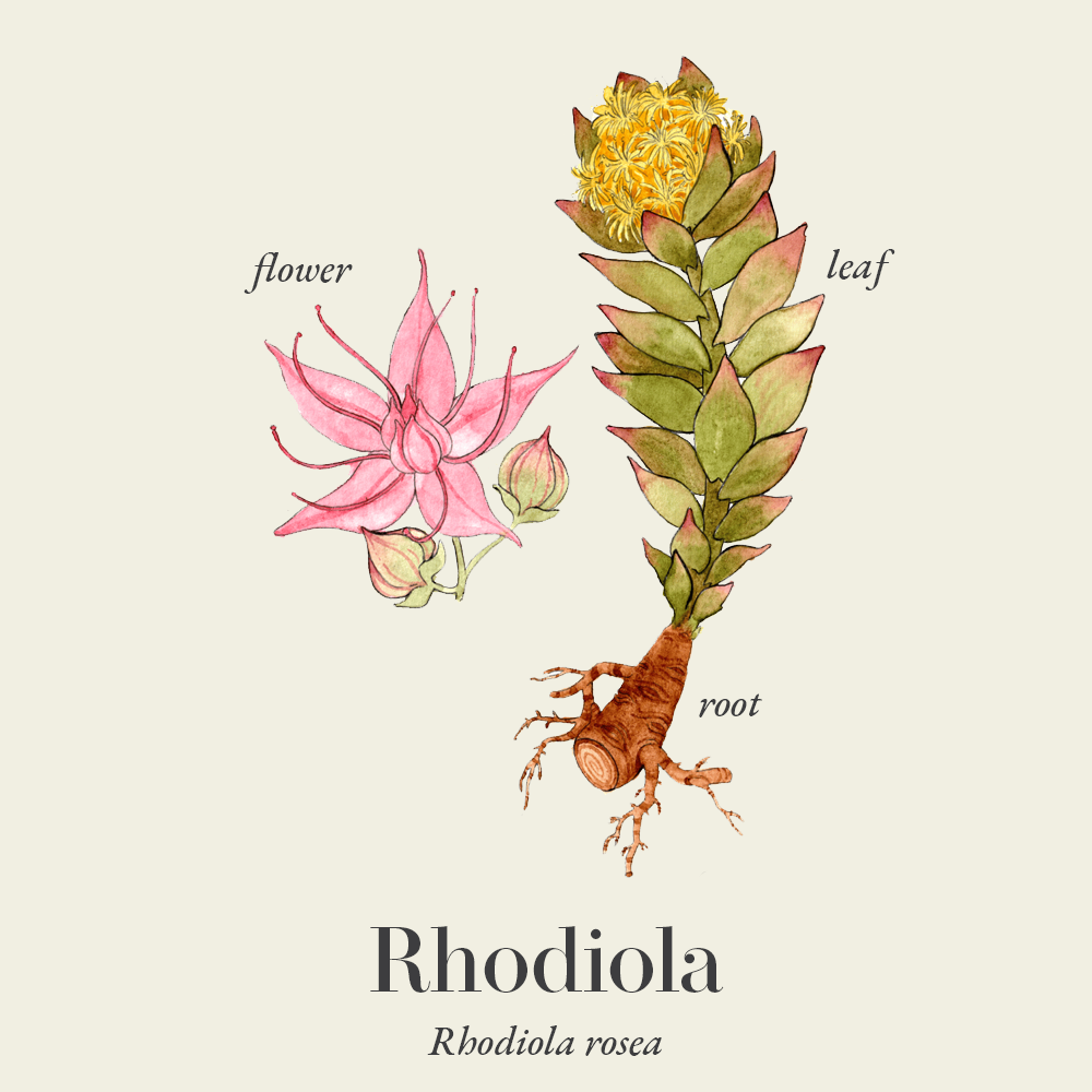 Rhodiola (Rhodiola rosea)