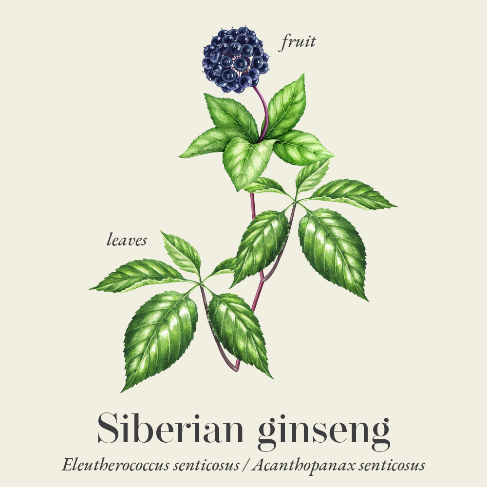 Siberian ginseng (Eleutherococcus senticosus)