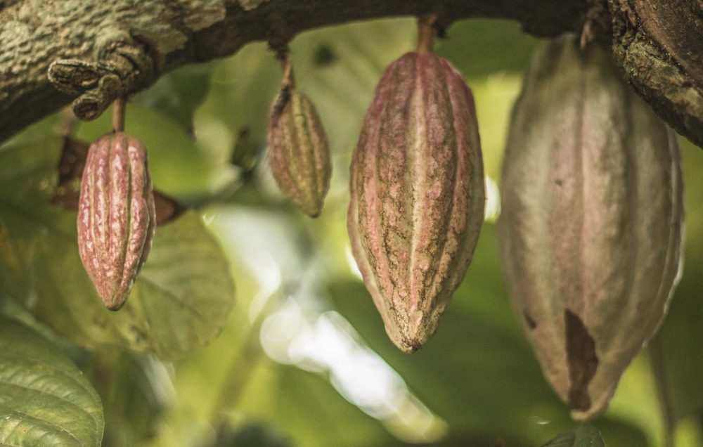 Cacao (Theobroma cacao)