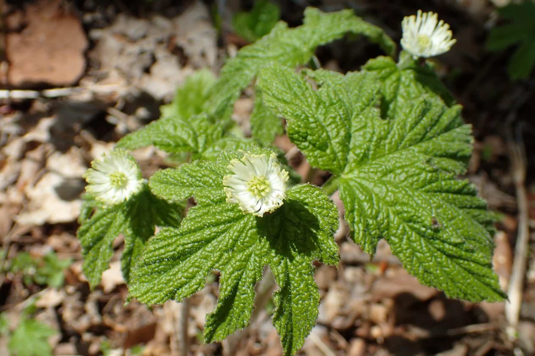 Goldenseal (Hydrastis canadensis)