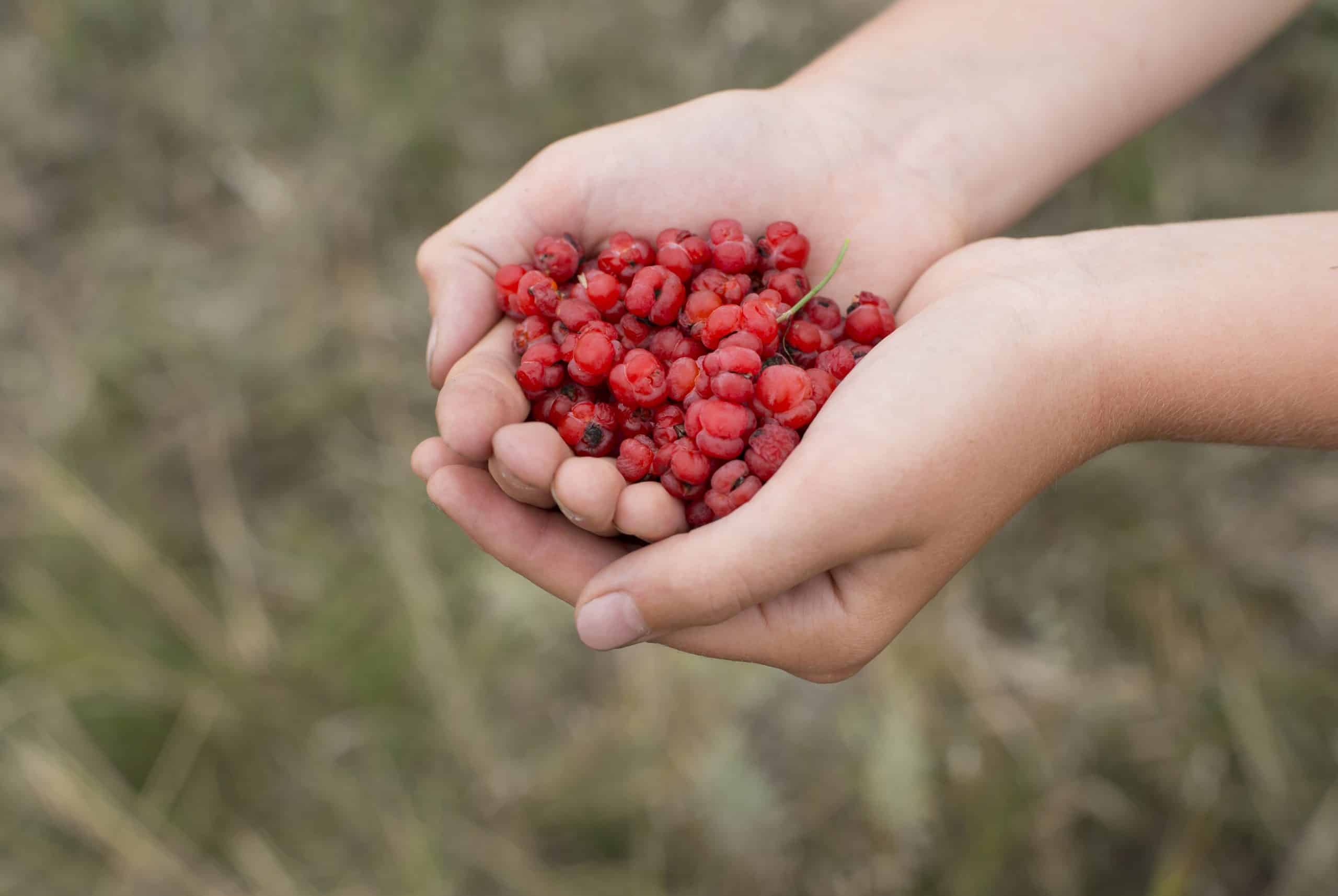 Ephedra berries