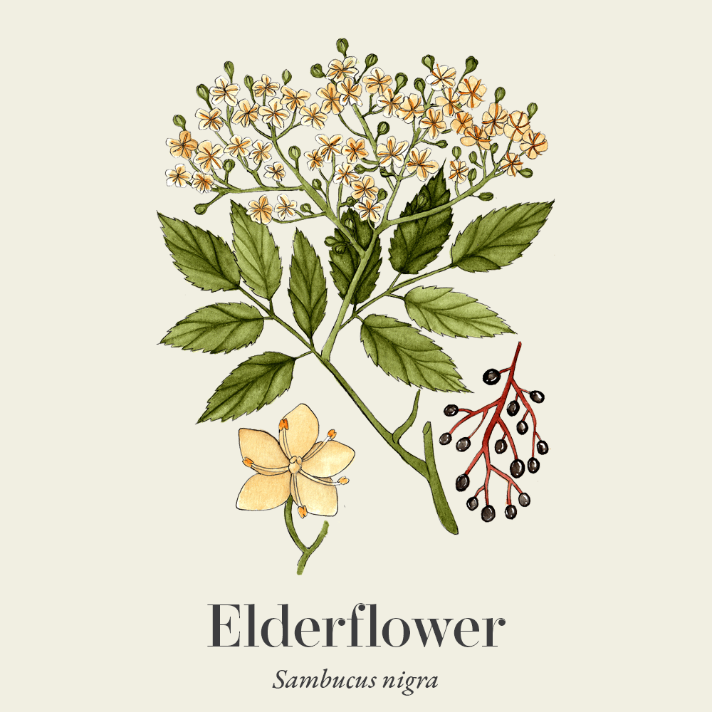 Elderflower (Sambucus nigra)