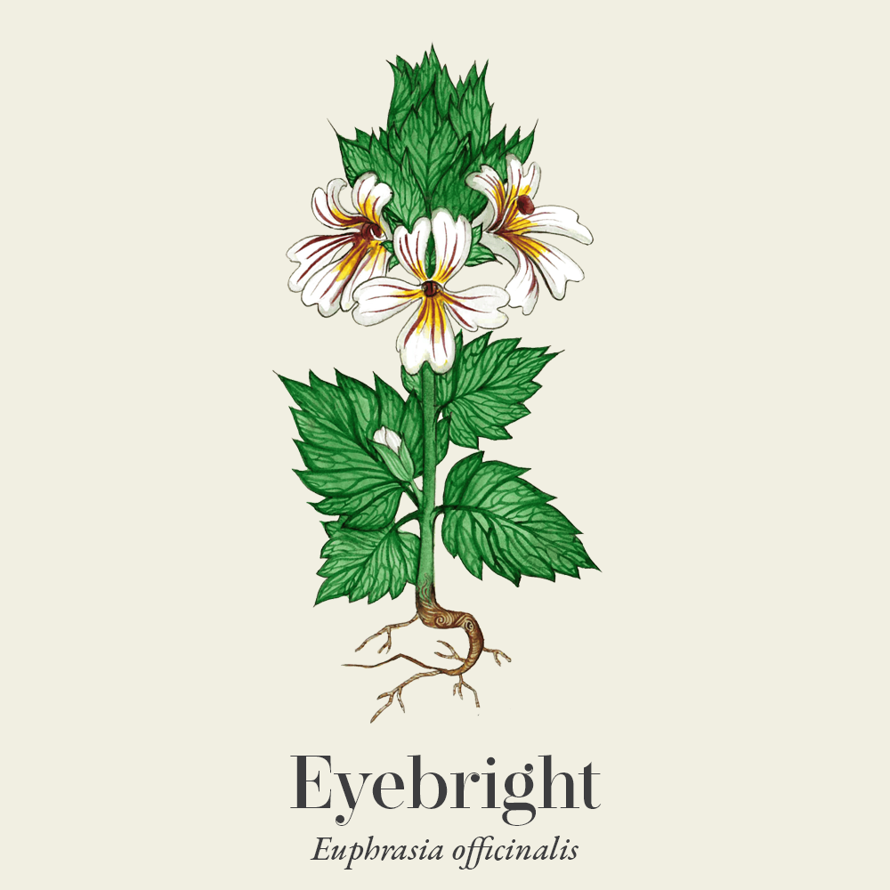 Eyebright (Euphrasia officinalis)