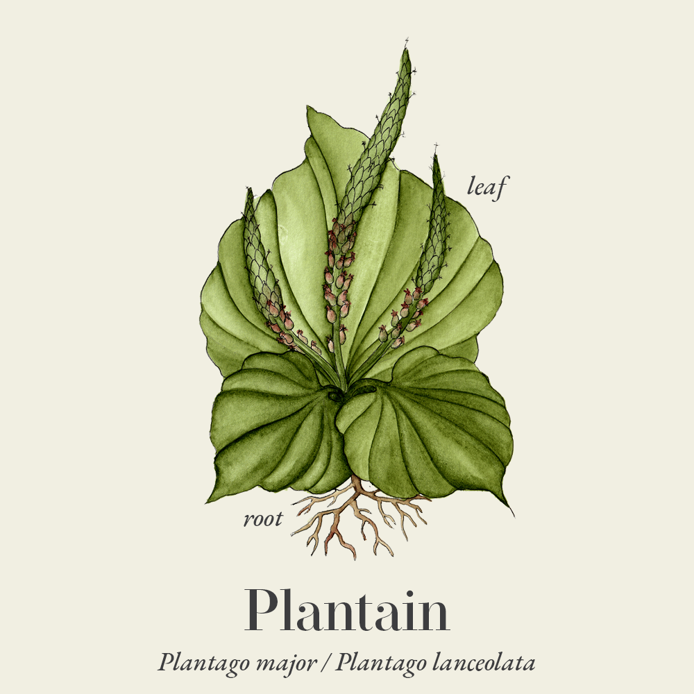 Plantain (Plantago major)