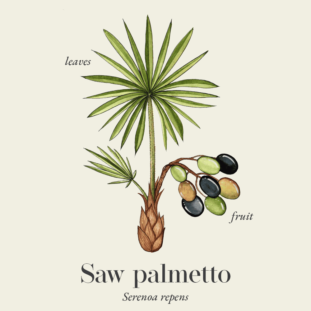 Saw palmetto (Serenoa repens)