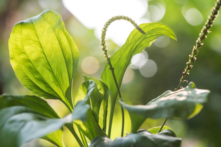 Plantain study: Pressure ulcer recovery