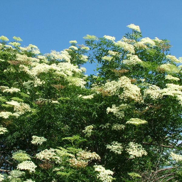 Elderflower (Sambucus nigra)