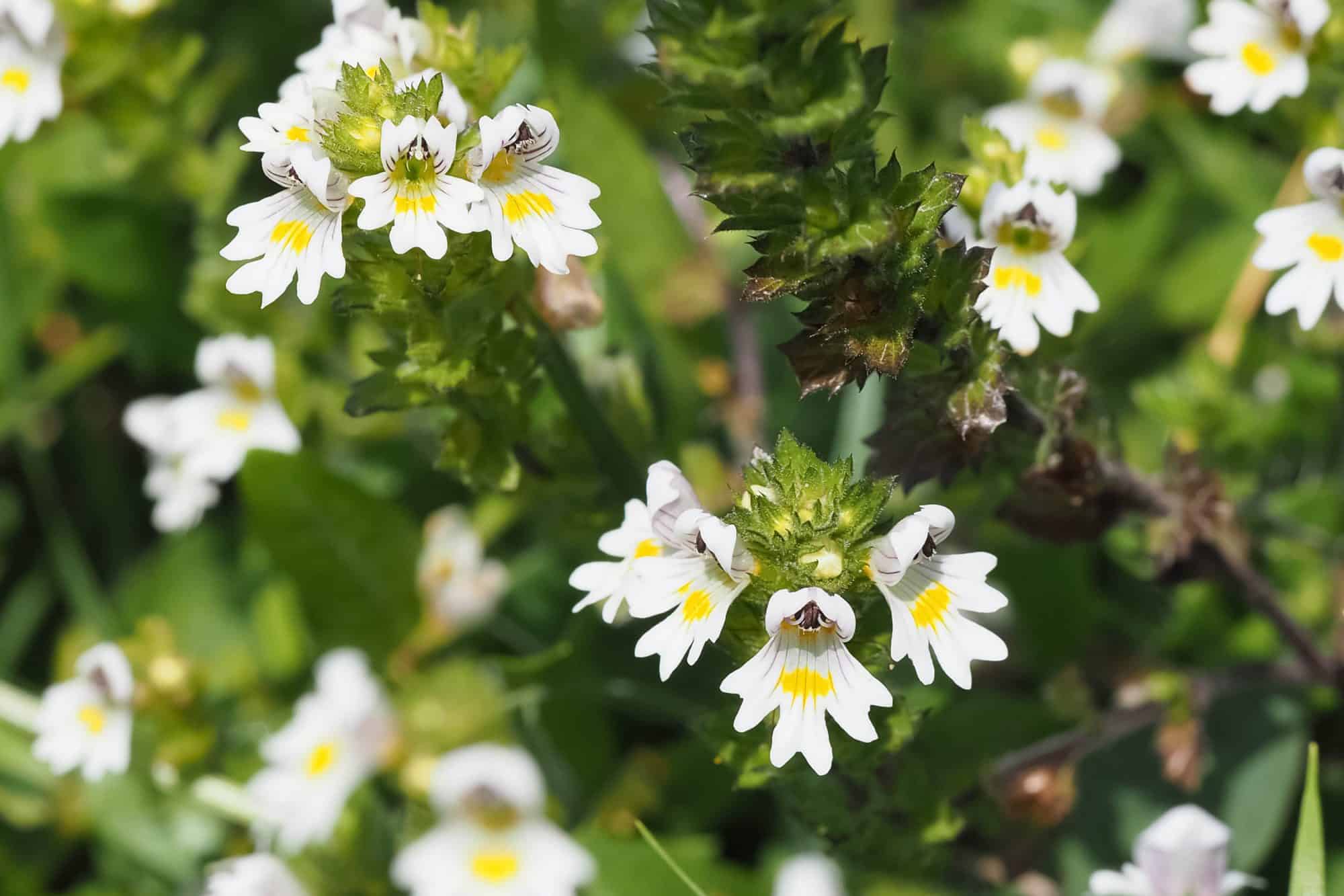 Eyebright (Euphrasia officinalis)