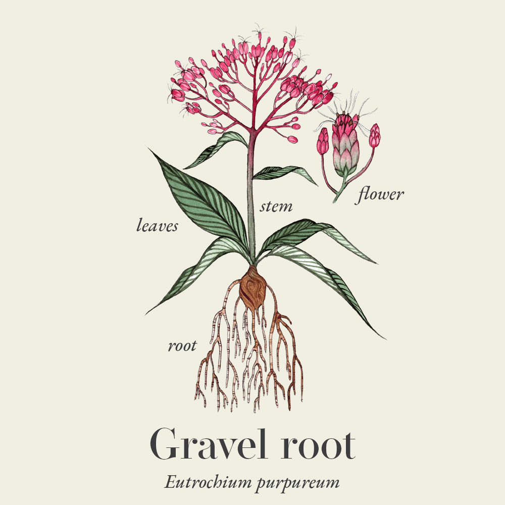 Gravel root (Eutrochium purpureum)