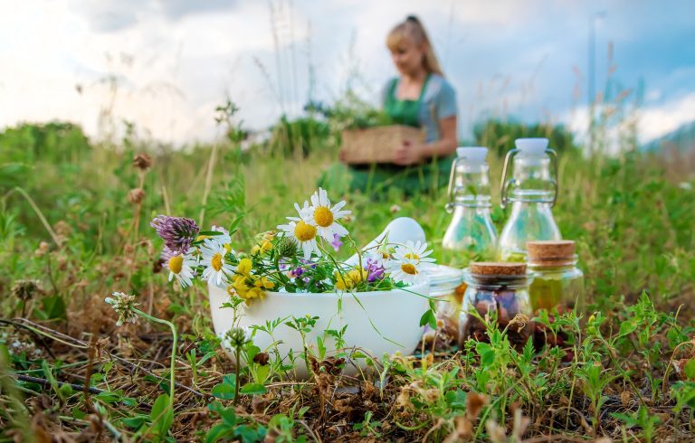 A beginner’s guide to growing medicinal herbs