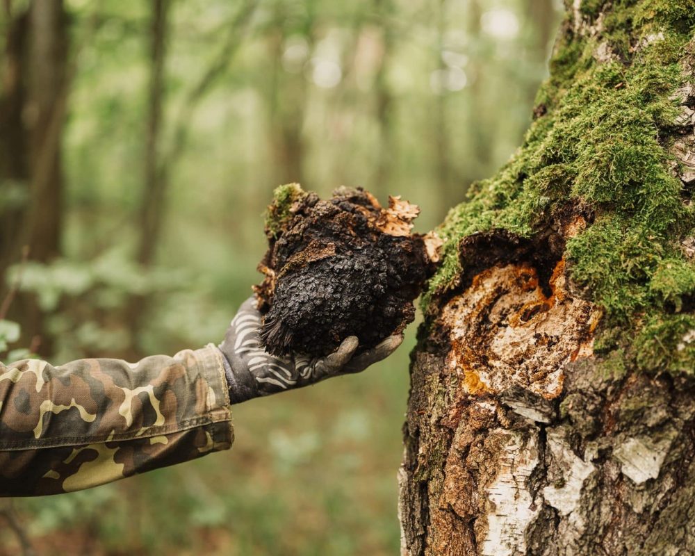 Chaga (Inonotus obliquus): A mushroom with many medicinal properties